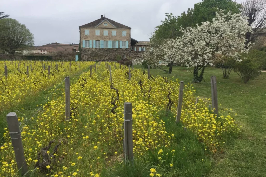 Château des Bachelards - Couverts fleuris entre les ceps au printemps, le château au fond