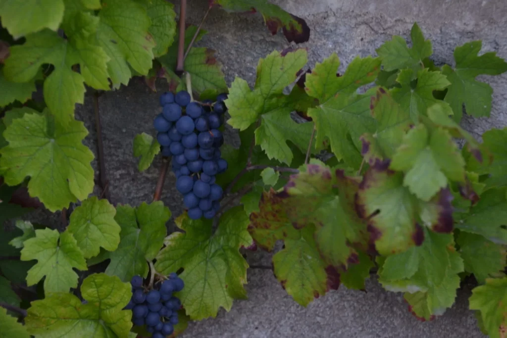 Château des Bachelards - Grappes de gamay contre le mur de pierre du clos