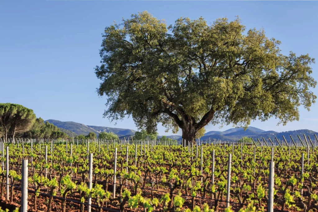 Château des Demoiselles - Grand arbre isolé au milieu des vignes, collines boisées au loin