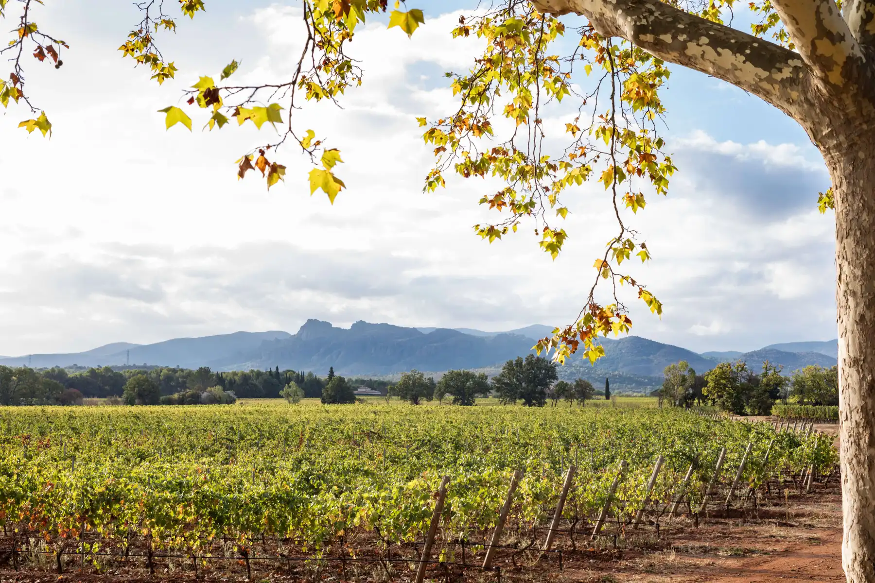 Château des Demoiselles - Vignes d’automne sous les branches d’un platane, face aux reliefs de la vallée des Esclans
