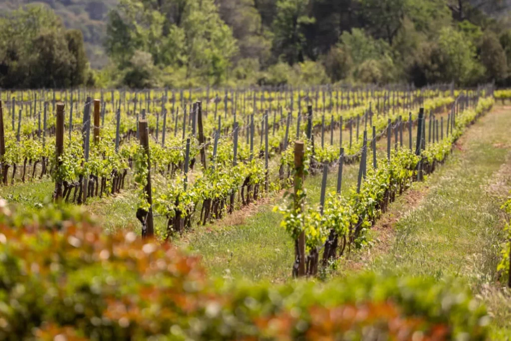 Château des Demoiselles - Vignes enherbées entre les rangs au printemps