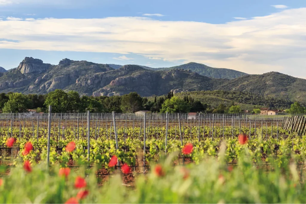 Château des Demoiselles - Rangs de vigne et coquelicots face aux reliefs rocheux
