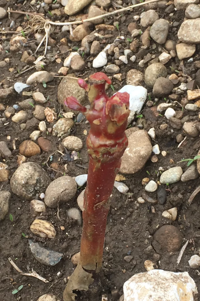 Château des Éclaz - Premier bourgeon d’un jeune plant dans les éboulis calcaires de Manicle