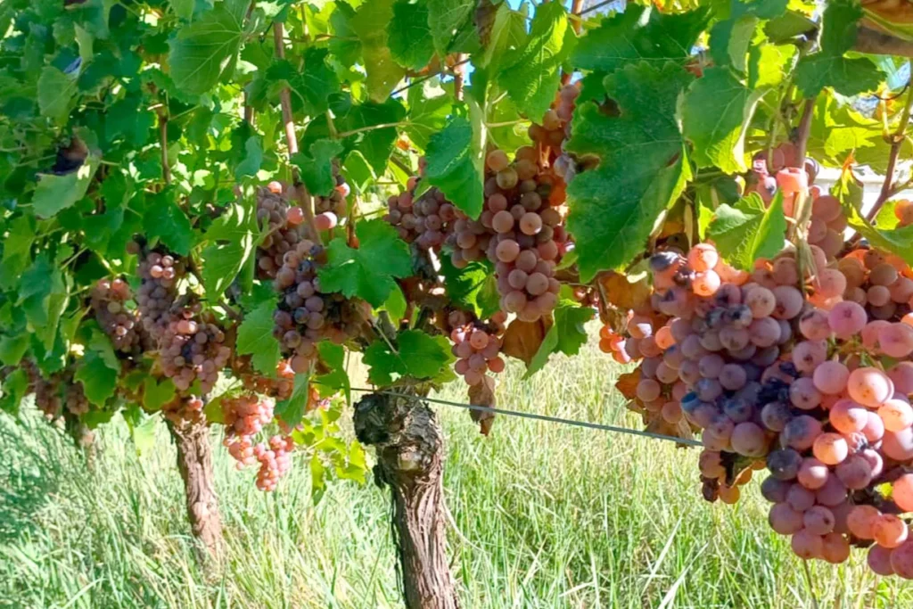 Château du Grand Roc - Grappes de raisin blanc à peau rose, mûres sur la vigne