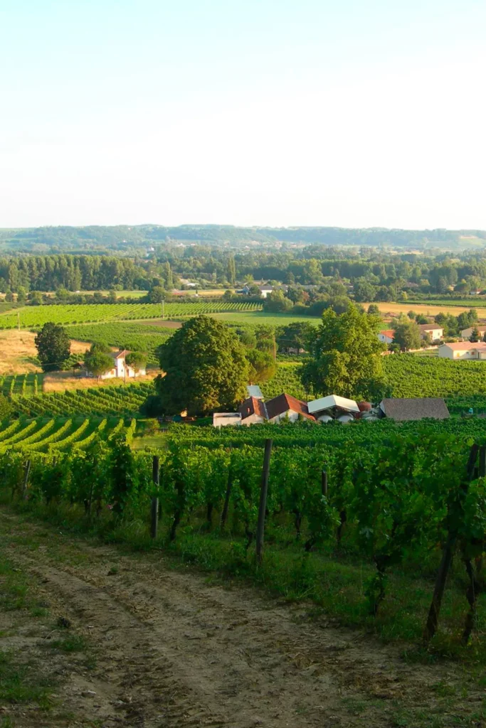 Château du Grand Roc - Rangs de vigne enherbés sur le coteau, vue sur la vallée