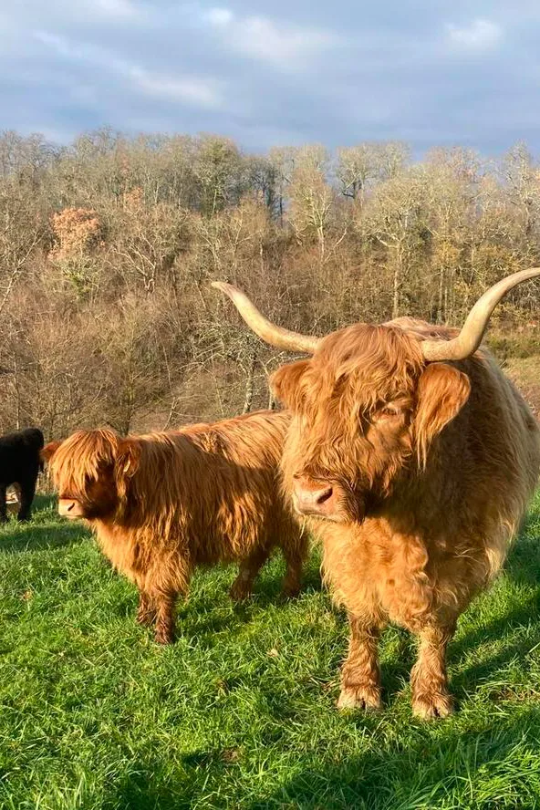 Château du Grand Roc - Vaches highland dans la prairie du domaine