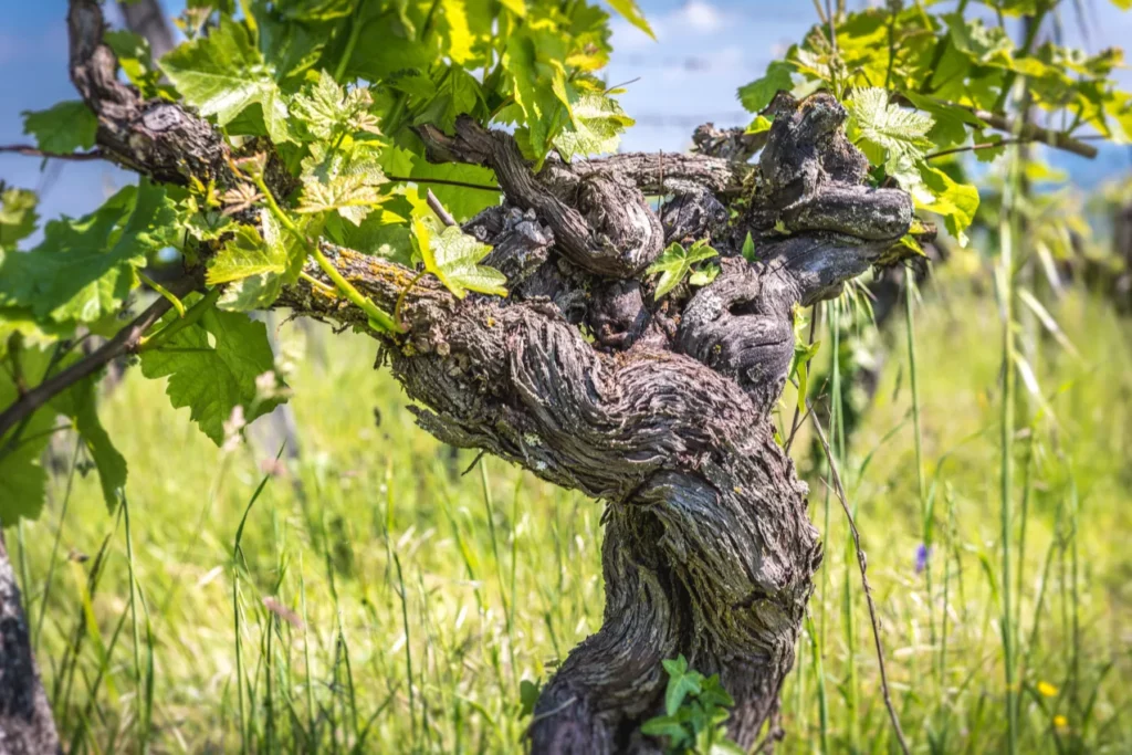 Château Feely - Cep noueux d’une vieille vigne