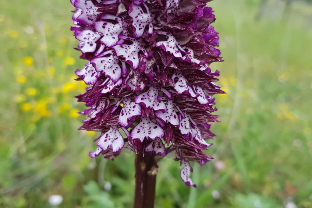 Château Feely - Orchidée sauvage dans l’herbe du vignoble