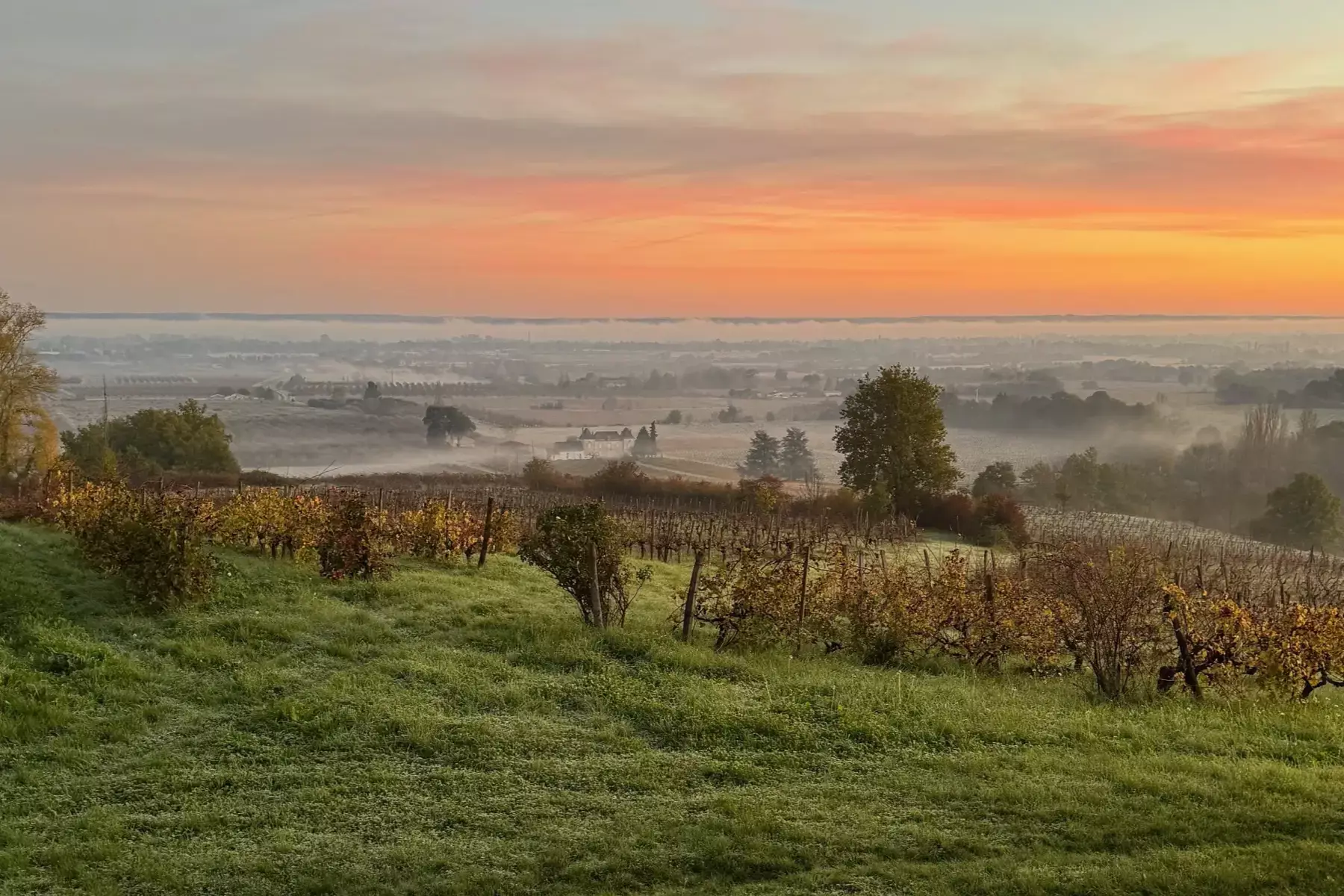 Château Feely - Vignes d’automne et brume sur la vallée