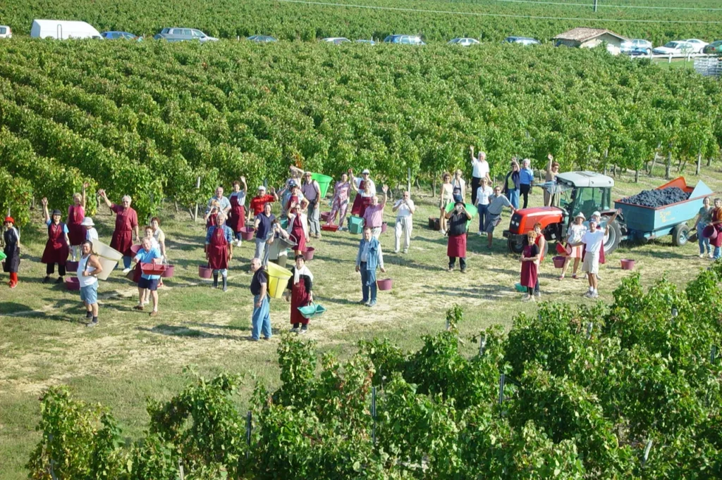 Château Fougas - Journée de vendanges des locataires de pieds de vigne