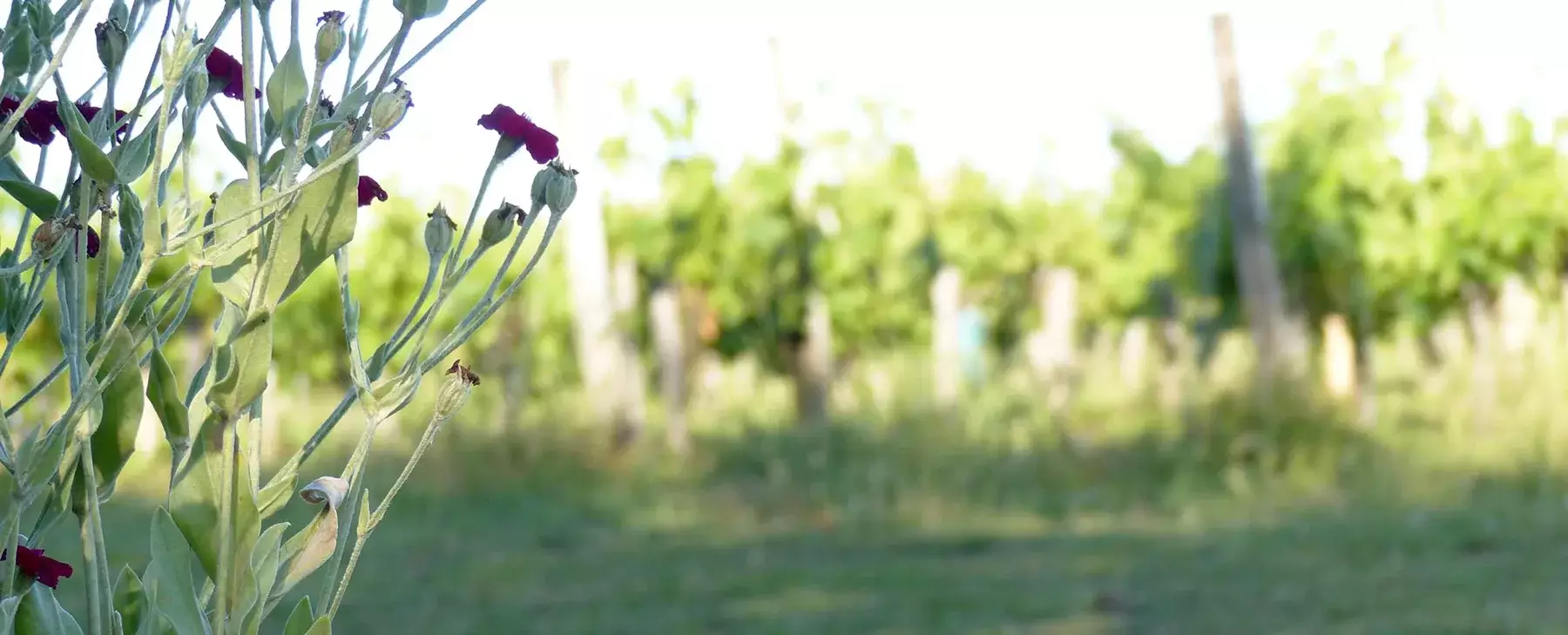 Château Gadet Terrefort - Fleurs sauvages au bord des rangs de vigne