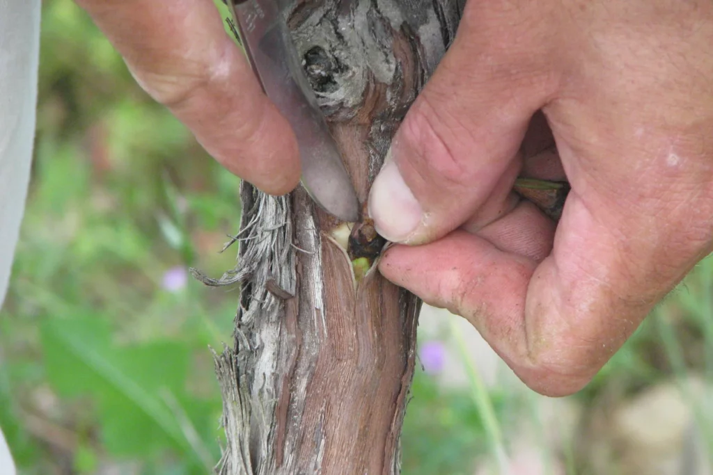 Domaine La Colombière - Mains posant un greffon sur le tronc d’un cep