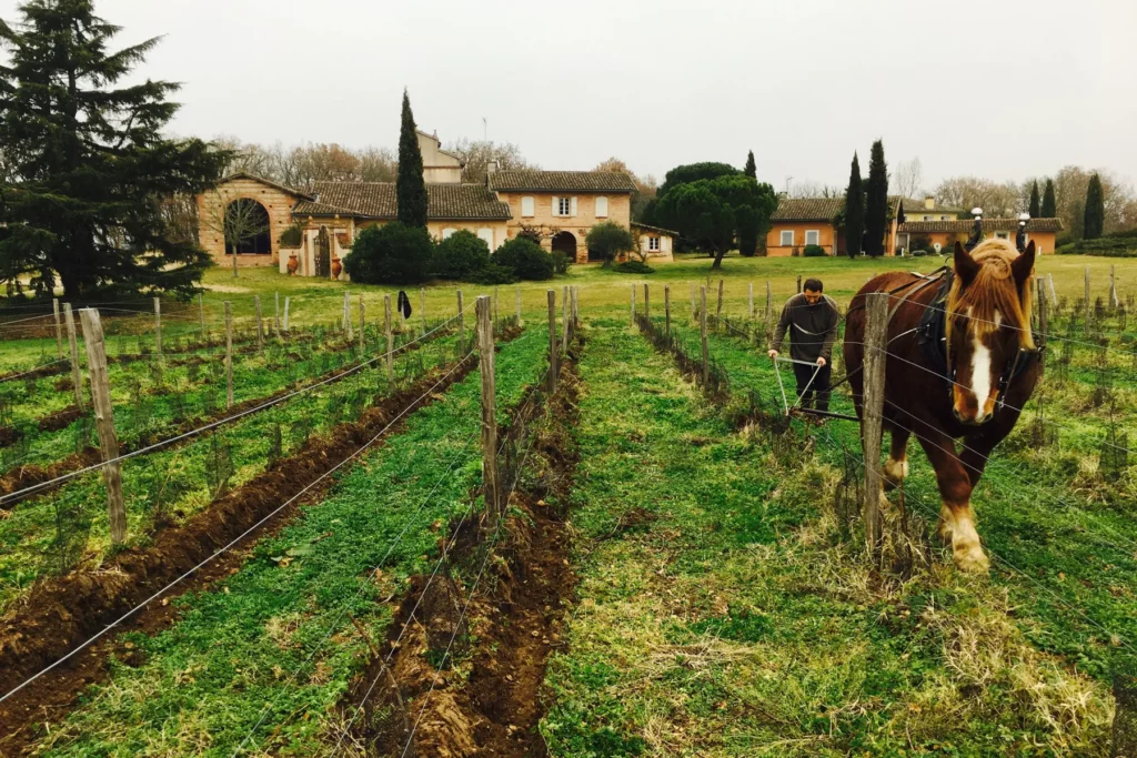 Domaine La Colombière - Labour au cheval dans les rangs de vigne en hiver