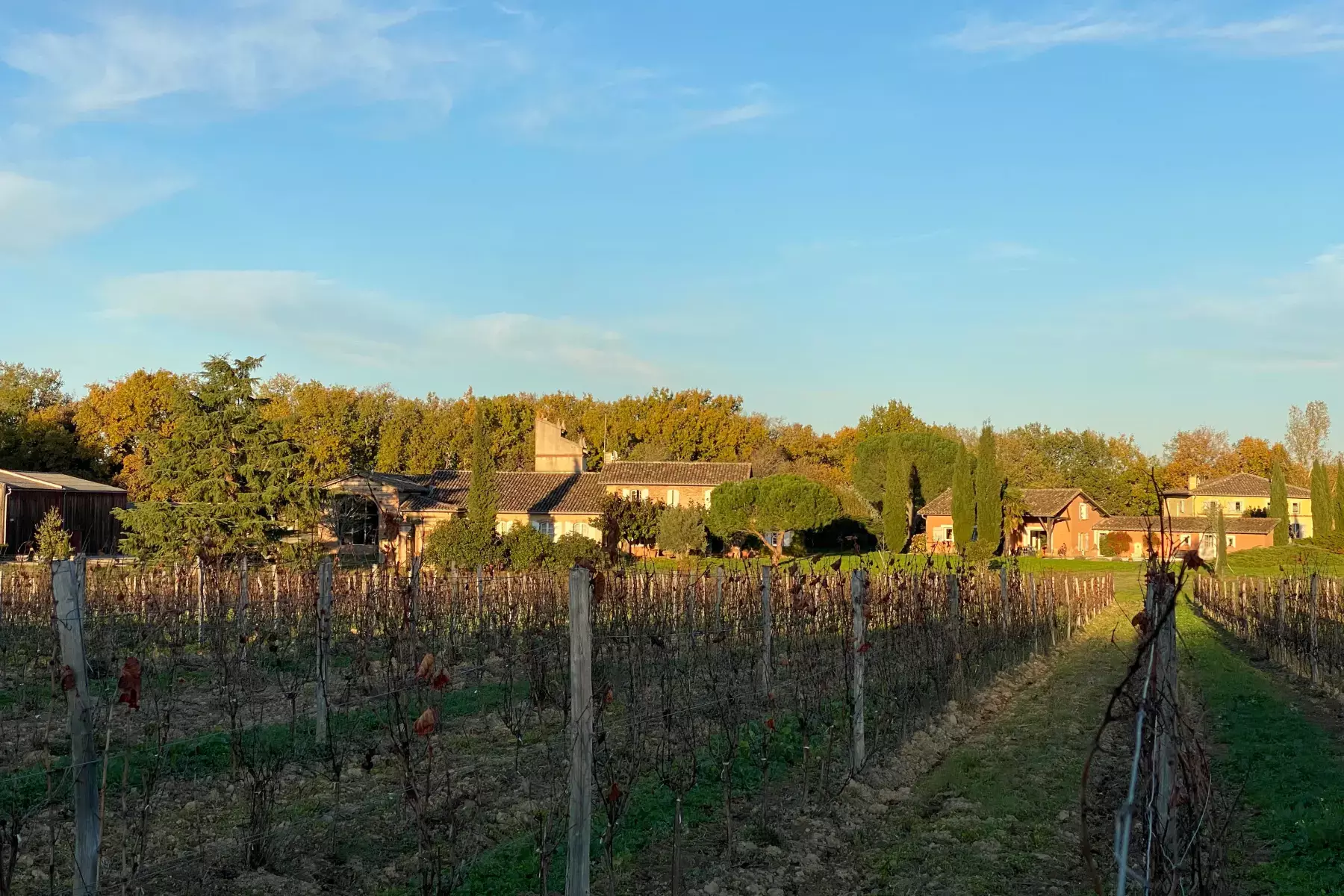 Domaine La Colombière - Rangs de vigne devant les bâtiments du domaine, à Villaudric
