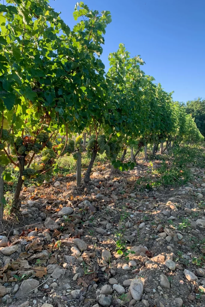 Domaine La Colombière - Sol de galets et de cailloux au pied des vignes