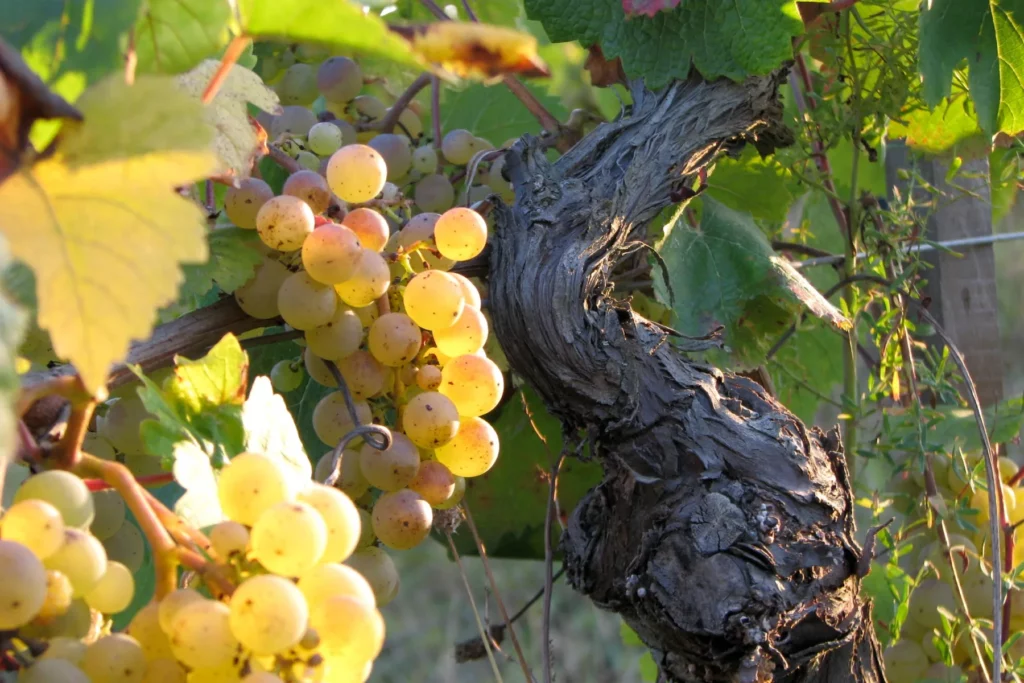 Domaine La Colombière - Vieux pied de bouysselet chargé de grappes blanches