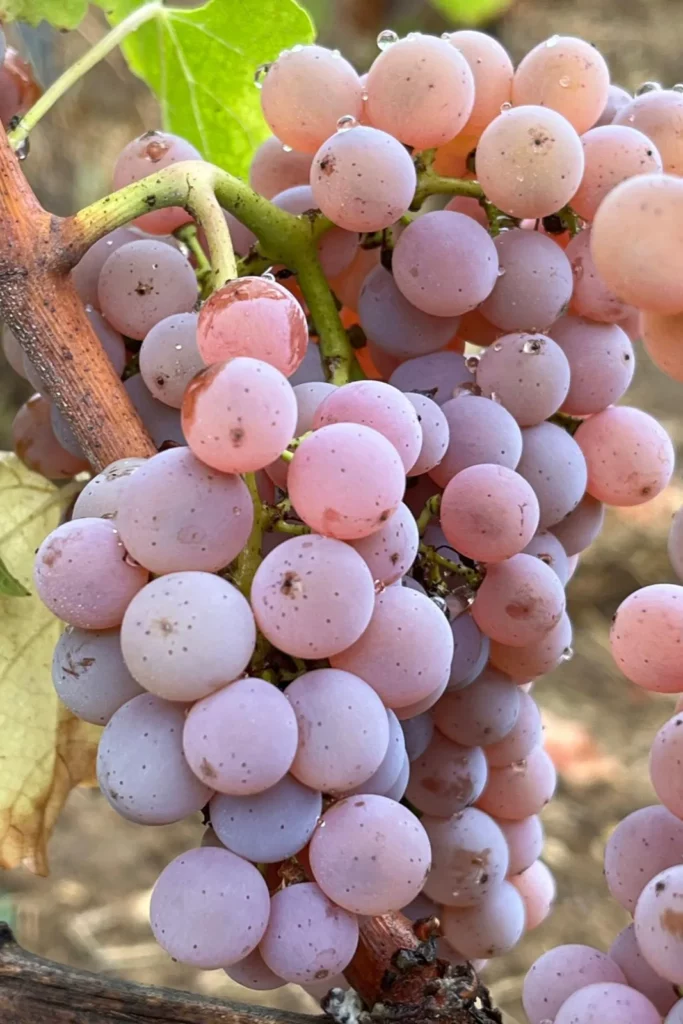 Château La Grâce Fonrazade - Grappe de sauvignon gris aux baies roses