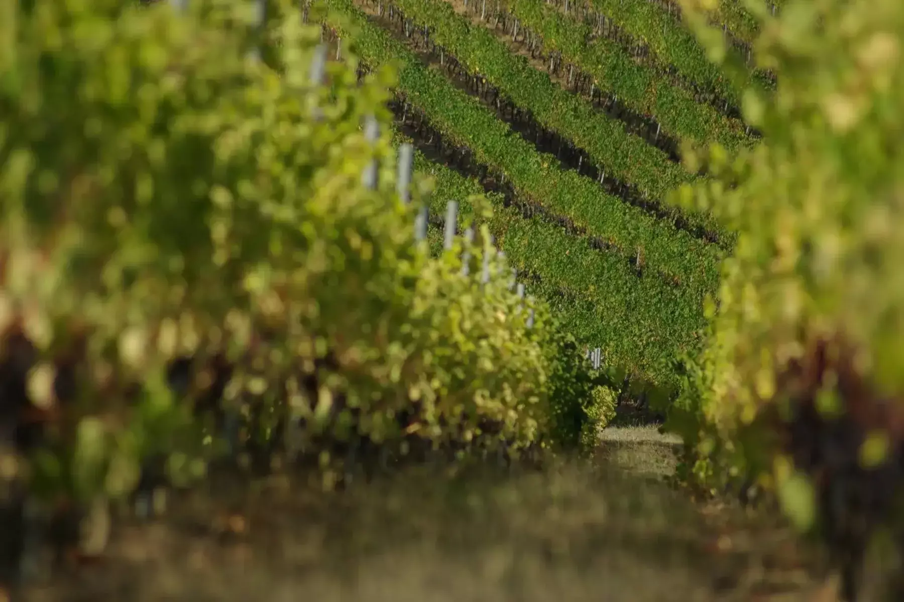Château La Grâce Fonrazade - Rangs de vigne en pleine végétation à Saint-Émilion