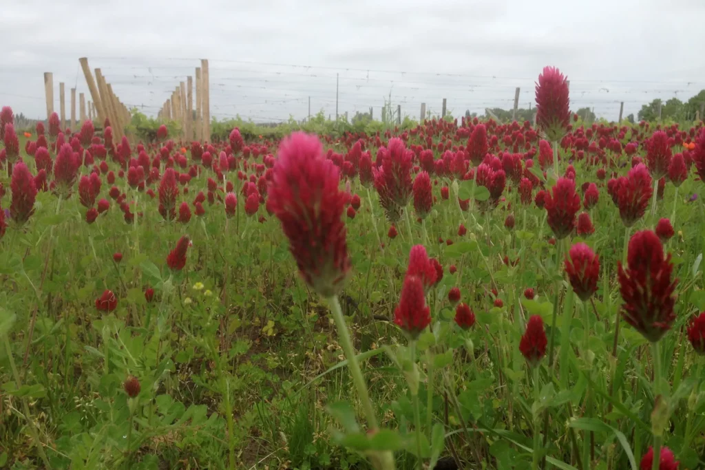 Château La Grâce Fonrazade - Trèfle incarnat en fleurs dans une jeune plantation