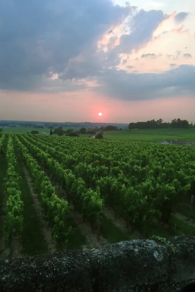 Château La Grâce Fonrazade - Le vignoble au soleil couchant