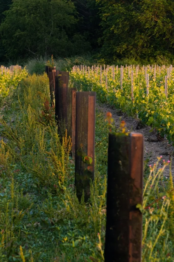 Château Paloumey - Jeunes arbres protégés plantés en ligne entre les rangs de vigne