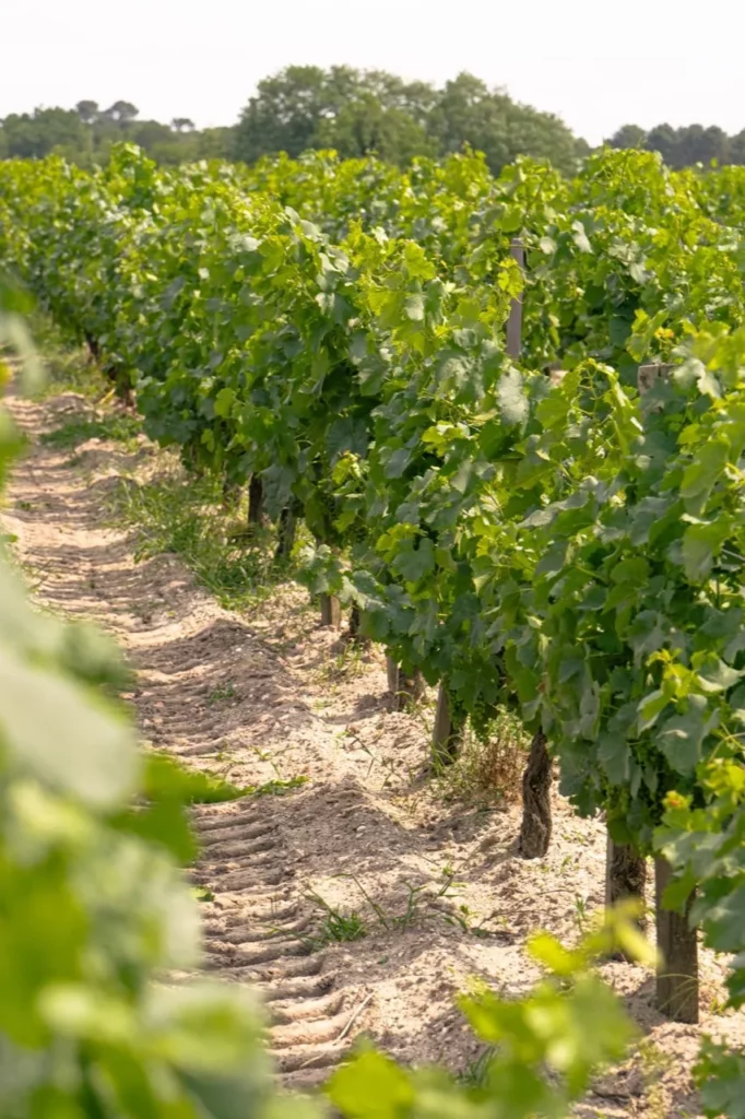 Château Paloumey - Rang de vigne sur les graves sableuses de Ludon-Médoc
