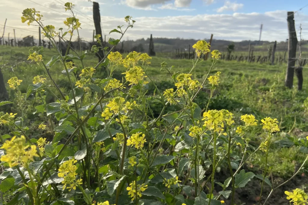 Château Tire Pé - Fleurs jaunes entre les rangs de vigne au printemps
