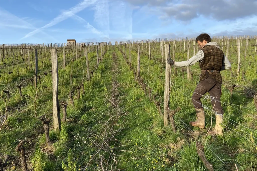 Château Tire Pé - Travail dans les rangs de vigne au printemps