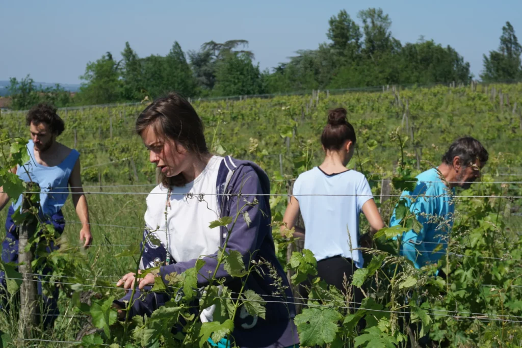 Château Tire Pé - Vendangeurs dans les rangs de vigne