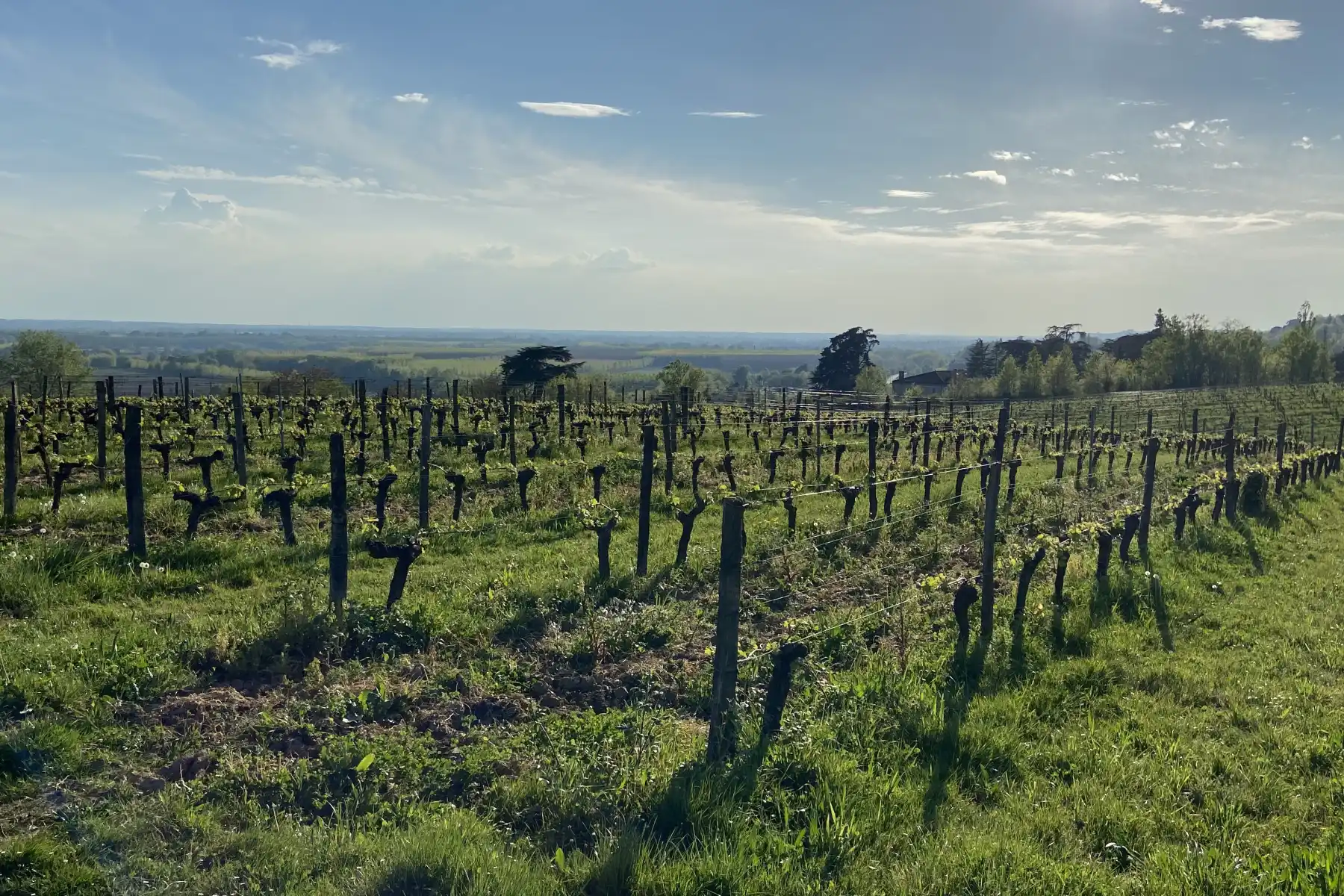 Château Tire Pé - Rangs de vigne taillés sur le coteau, face à la vallée