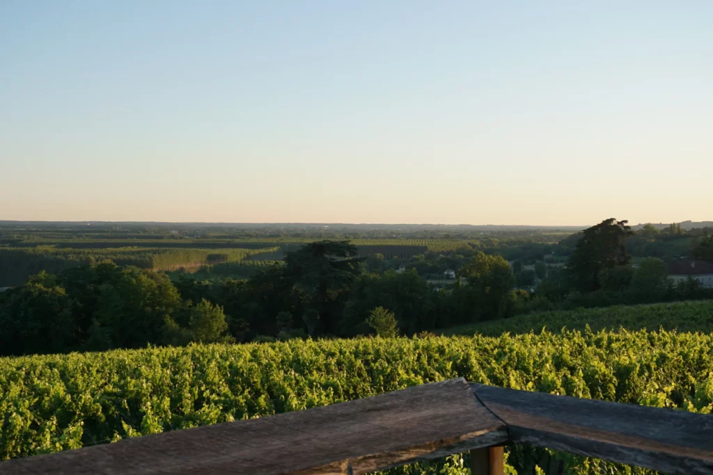 Château Tire Pé - Le vignoble et la vallée vus depuis la colline, en fin de journée
