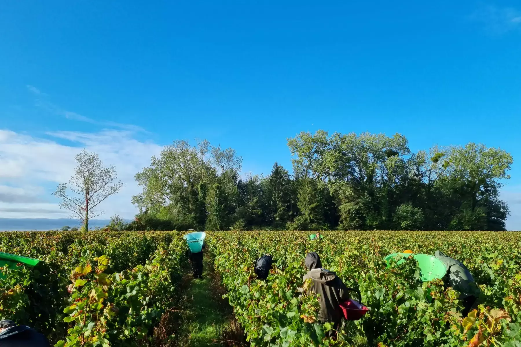 Château Vieux Chevrol - Vendanges à la main dans les rangs du vignoble