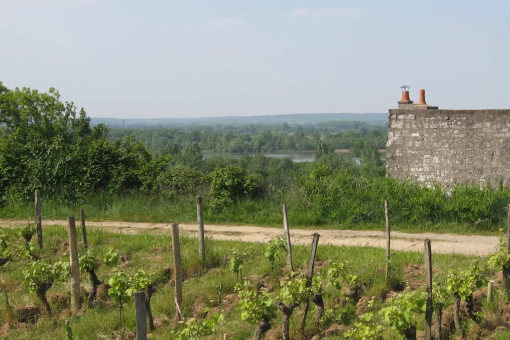 Château Yvonne - Rang de vigne et bâtisse en tuffeau au-dessus de la Loire