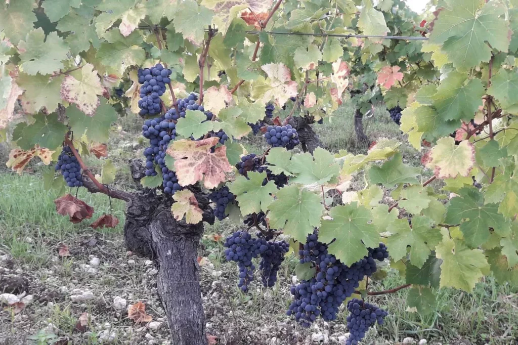 Château Yvonne - Vieux cep de cabernet franc chargé de grappes mûres