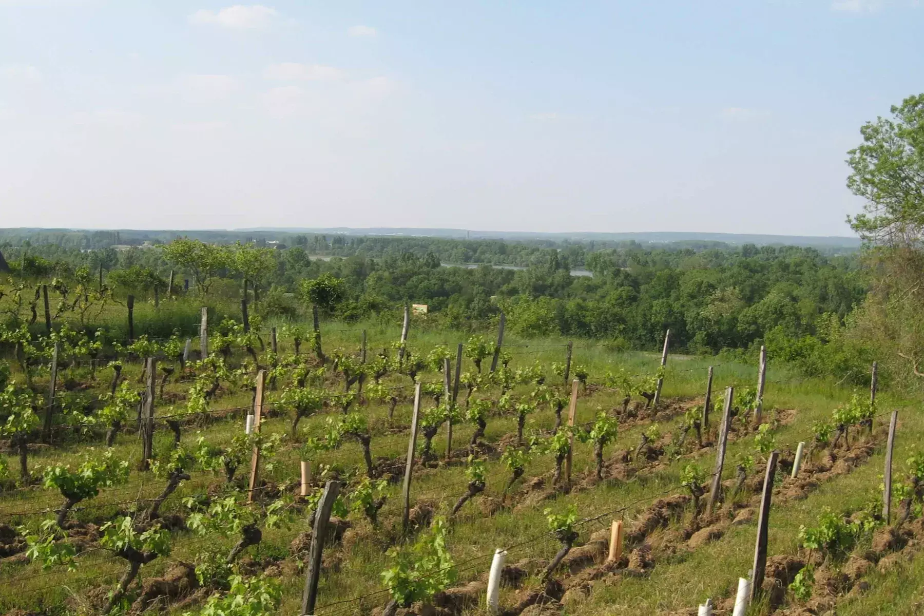 Château Yvonne - Vignes de la côte de Saumur face au val de Loire