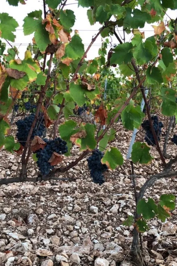 Clos Canarelli - Ceps chargés de raisin sur les cailloux calcaires de Bonifacio