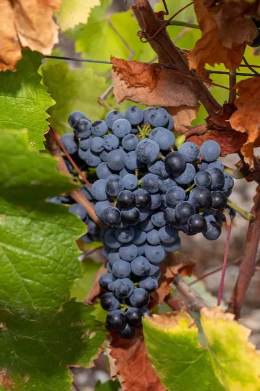 Clos Canarelli - Grappe de raisin noir mûre parmi les feuilles d’automne