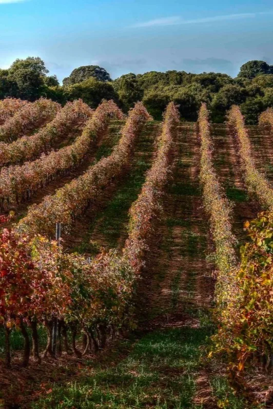 Clos Canarelli - Rangs de vigne aux feuilles rousses en automne