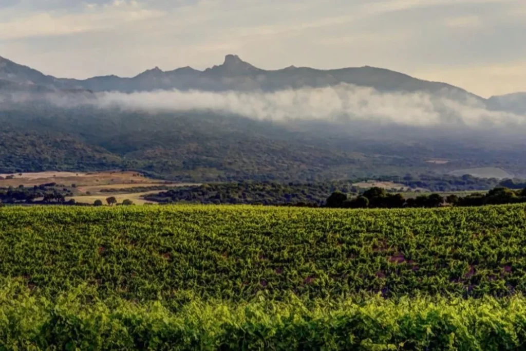 Clos Canarelli - Vignes de Figari sous une crête de montagne coiffée de nuages