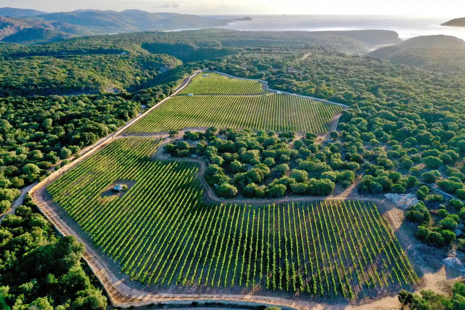 Clos Canarelli - Les vignes de Tarra di Sognu vues du ciel, entre maquis et mer près de Bonifacio