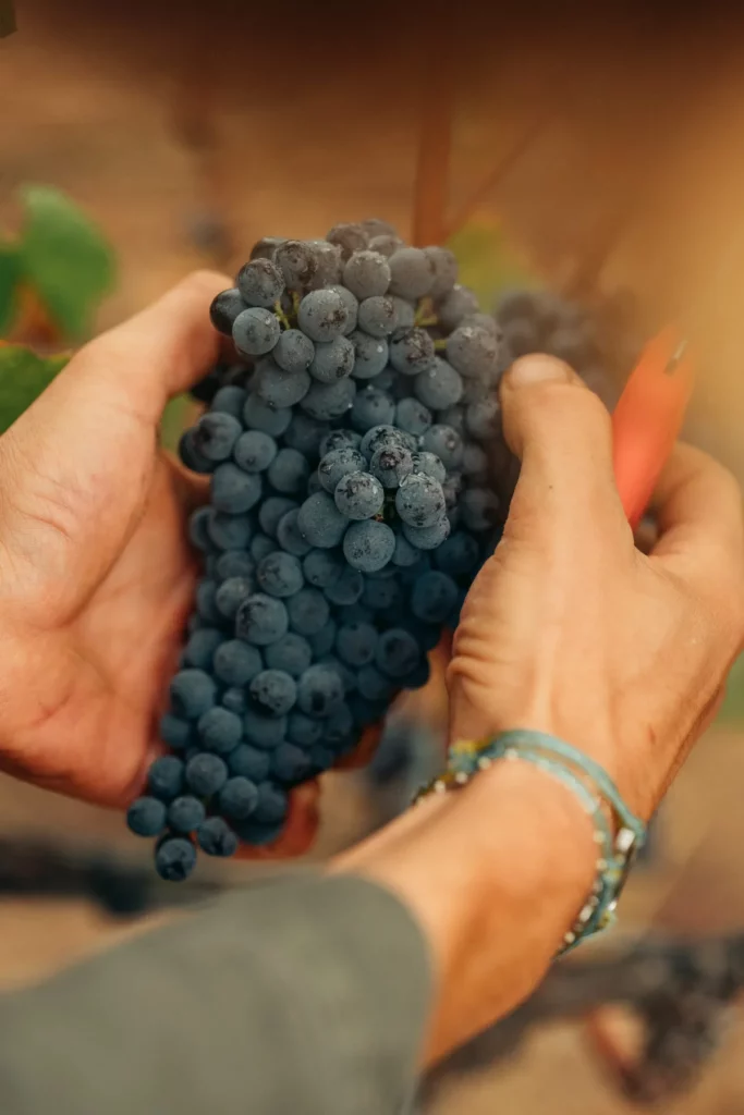 Clos Culombu - Grappe de raisin noir cueillie à la main aux vendanges