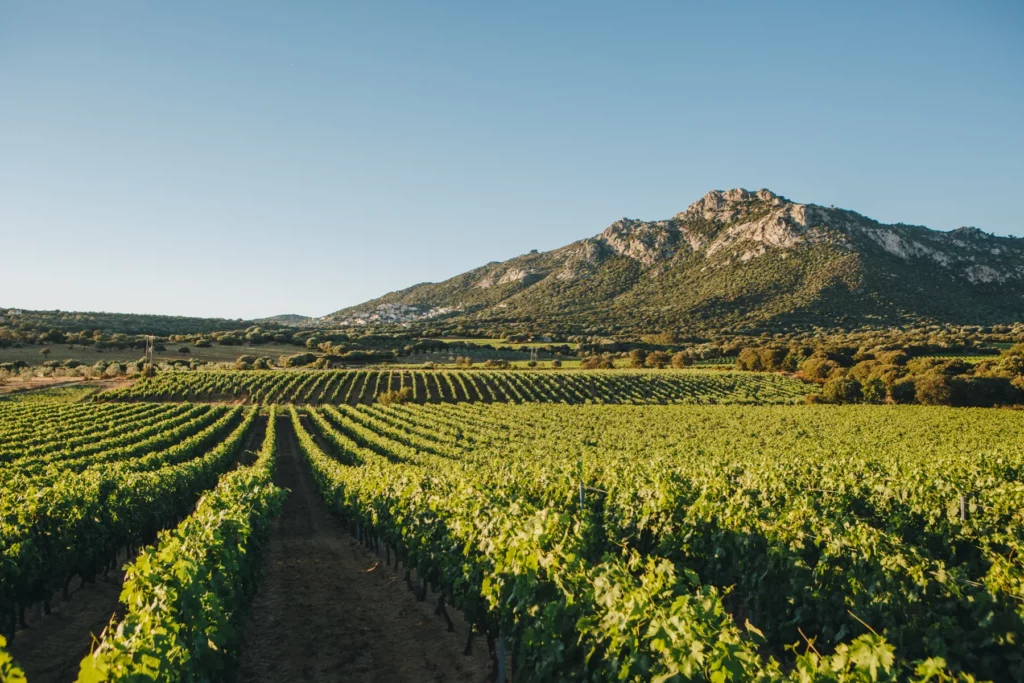 Clos Culombu - Rangs de vigne bordés par le maquis et les reliefs