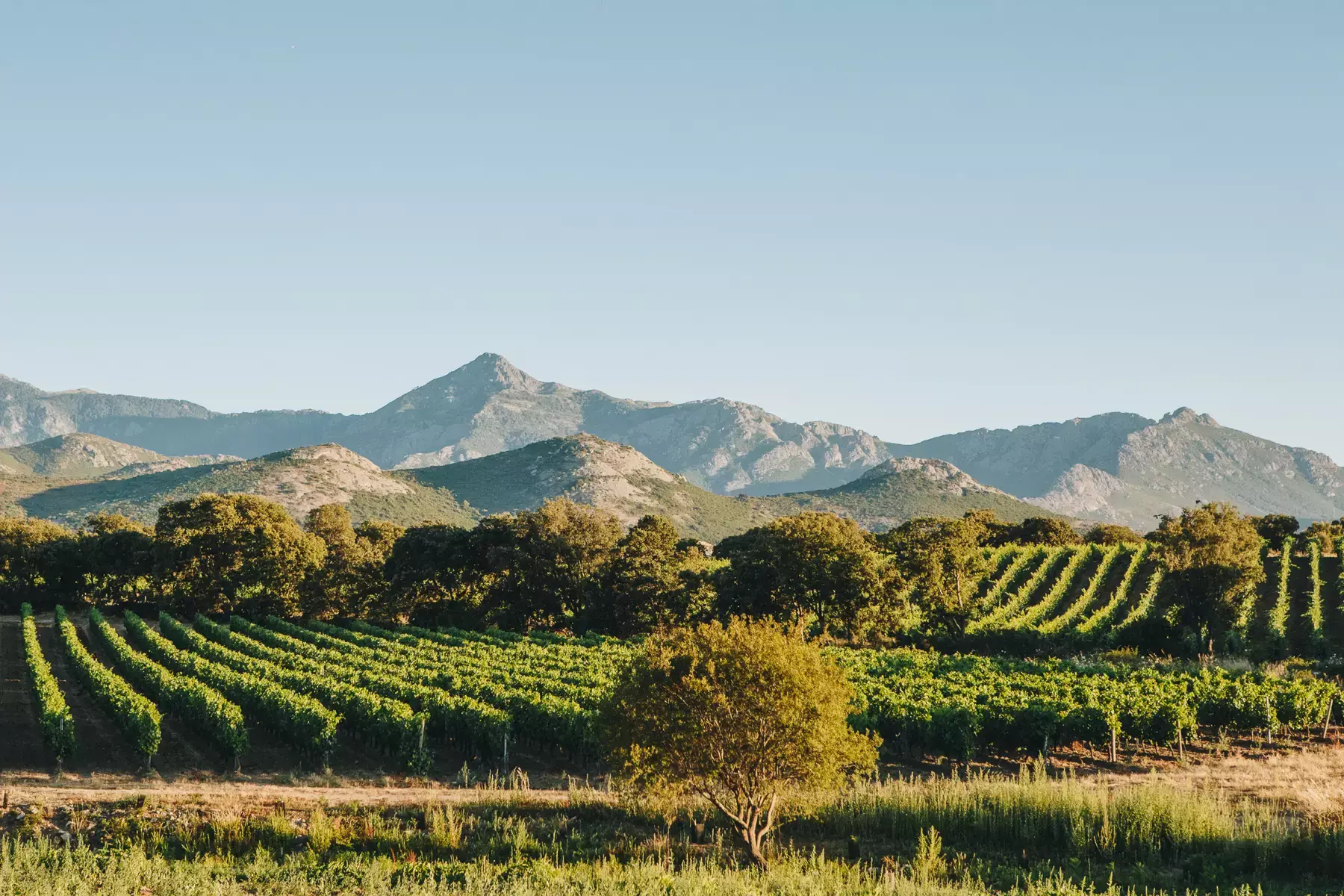 Clos Culombu - Vignes et chênes au pied des montagnes de Balagne