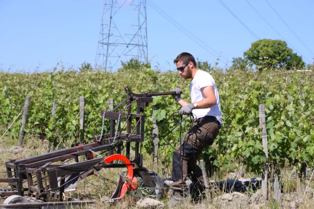 Clos de l’Écotard - Guillaume Lerondault au travail du sol entre les ceps