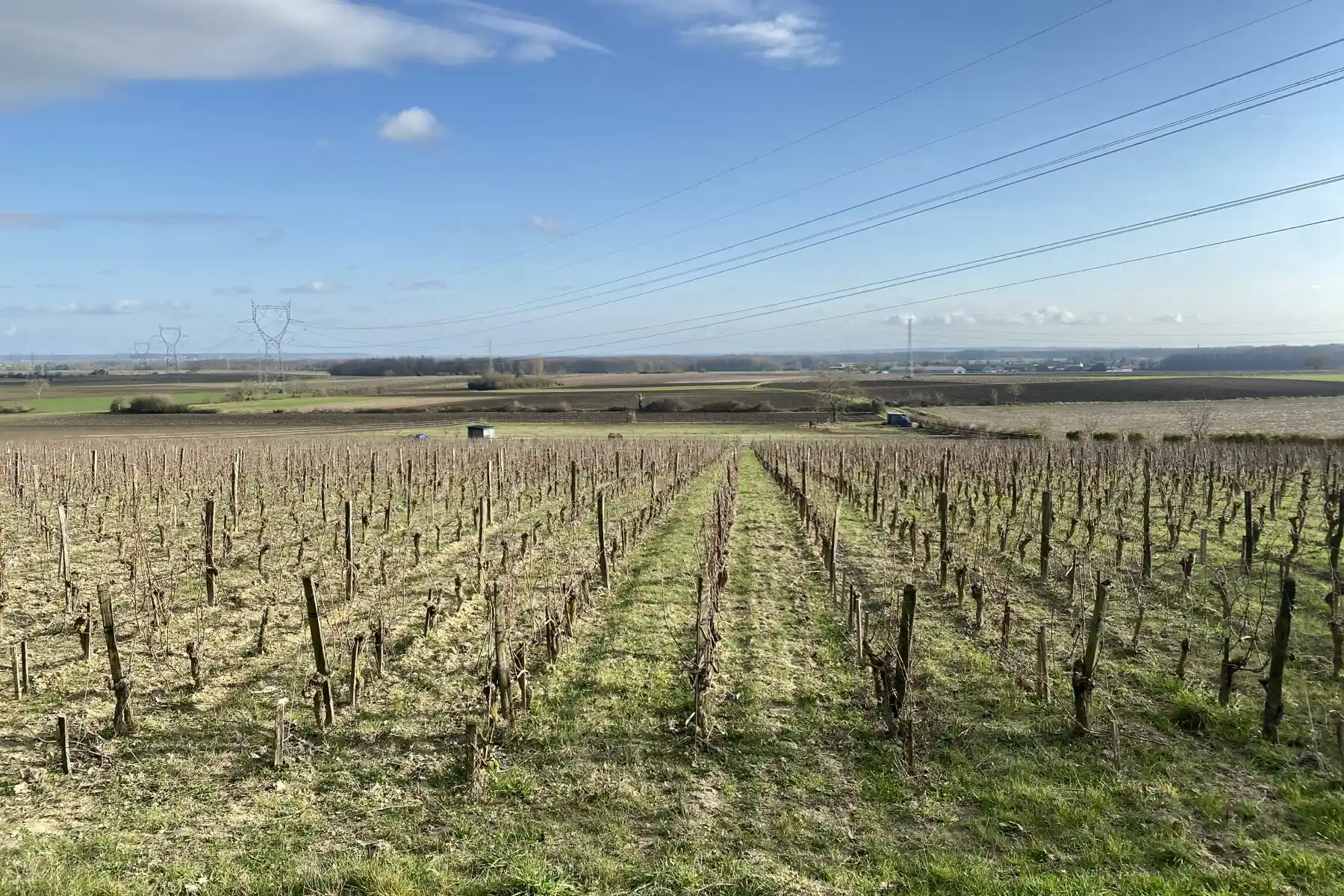 Clos de l’Écotard - Rangs de vigne taillés sur le plateau, en hiver à Courchamps