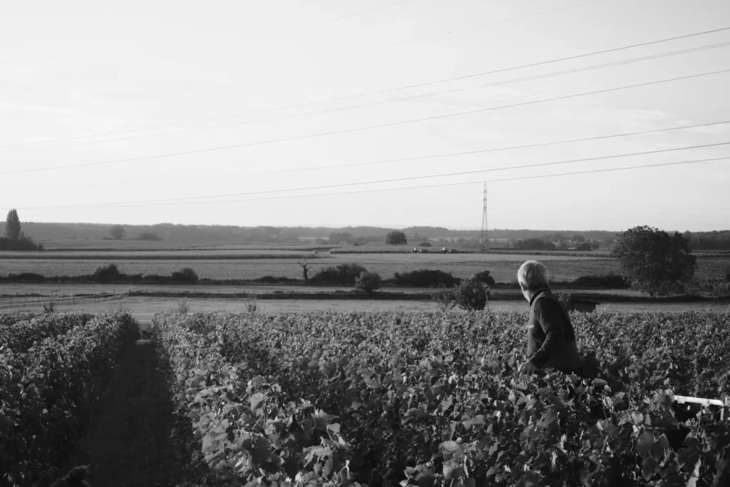 Clos de l’Écotard - Dans les rangs pendant les vendanges, la plaine à l’horizon
