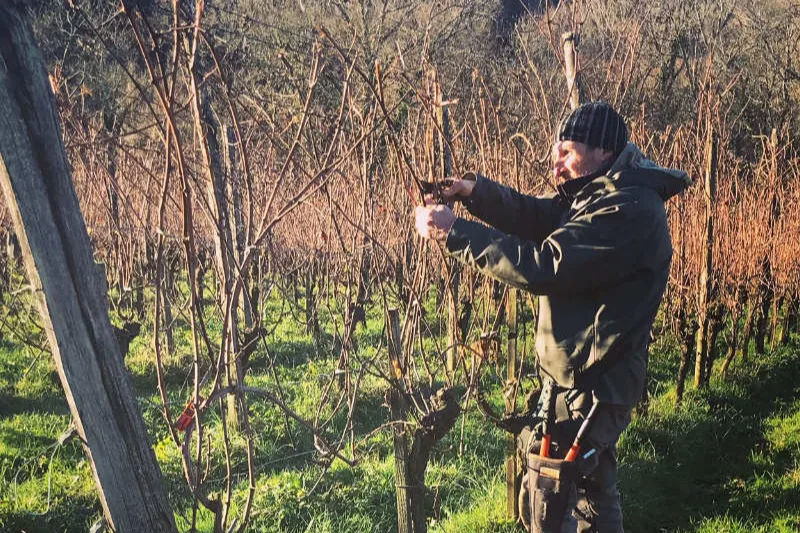 Clos Lapeyre - Taille d'hiver dans les vignes
