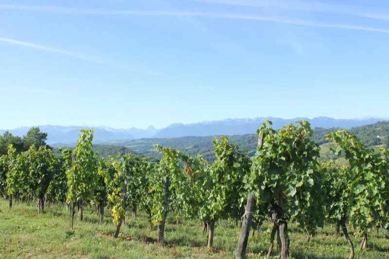 Clos Lapeyre - Vignes palissées hautes face à la chaîne des Pyrénées à Jurançon