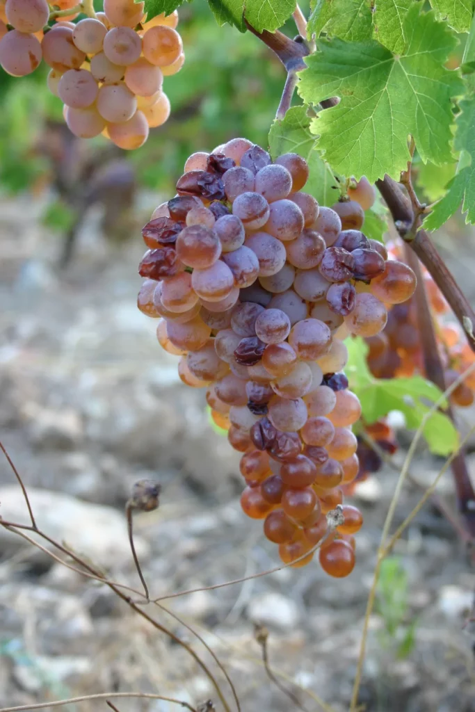 Clos Signadore - Grappe de vermentinu dorée avant la vendange