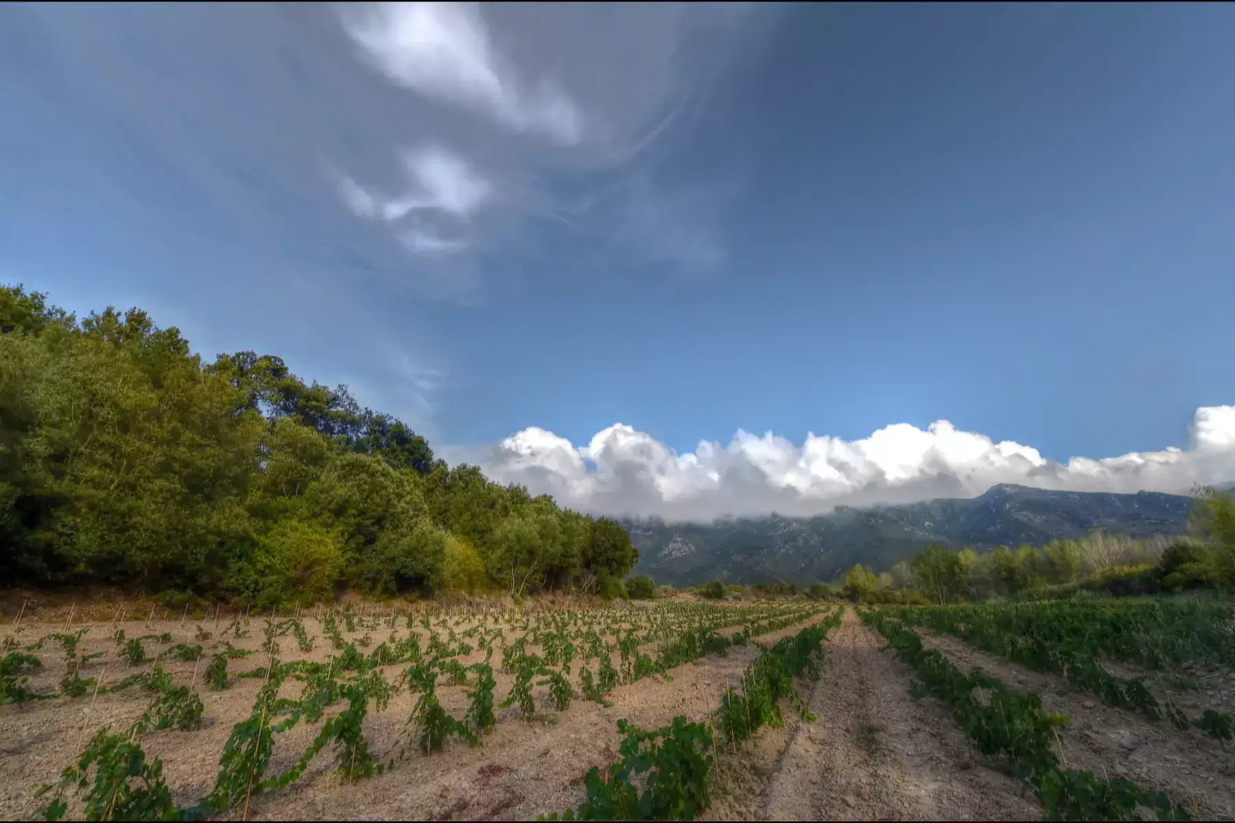 Clos Signadore - Jeunes vignes palissées sous un grand ciel, relief couronné de nuages